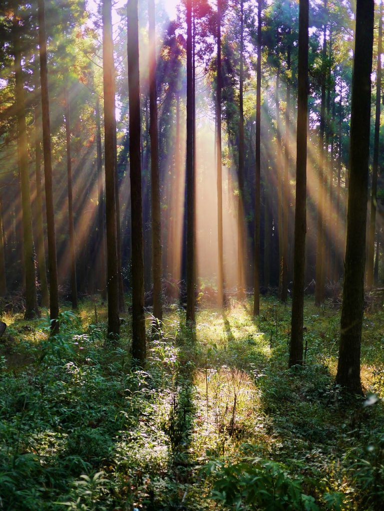 forest, arboretum, mountain